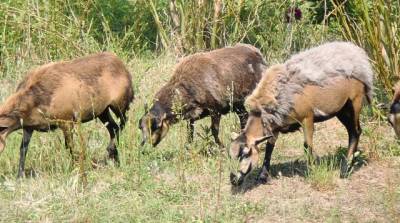 Naturschaugarten - Der Bewuchs wird auf dem Gelände durch Kamerun-Schafe kurz gehalten.